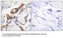 Pleckstrin Homology-Like Domain Family A Member 2 (PHLA2) Antibody