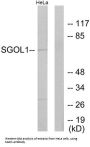 Shugoshin 1 (SGO1) Antibody