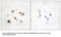 CaMK1 beta Antibody