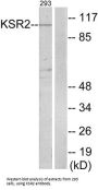 Kinase Suppressor of Ras 2 (KSR2) Antibody
