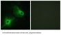 Kinase Suppressor of Ras 2 (KSR2) Antibody
