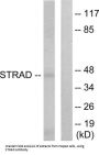 STE20-Related Kinase Adapter Protein Alpha (STRADA) Antibody
