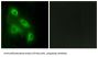 EPS8 Like 3 (EPS8L3) Antibody