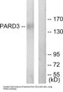 Par-3 Partitioning Defective 3 Homolog (PARD3) Antibody
