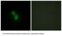 Par-3 Partitioning Defective 3 Homolog (PARD3) Antibody