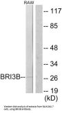 BRI3-Binding Protein (BRI3B) Antibody
