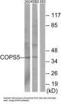 COP9 Signalosome Subunit 5 (COPS5) Antibody