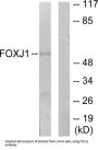 Forkhead Box Protein J1 (FOXJ1) Antibody
