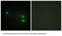 Histone H2B Antibody