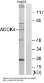 Atypical Kinase COQ8B, Mitochondrial (ADCK4) Antibody