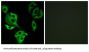 Atypical Kinase COQ8B, Mitochondrial (ADCK4) Antibody