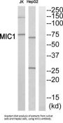 Regulator Of MON1-CCZ1 (RMC1) Antibody