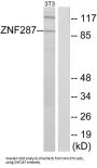 Zinc Finger Protein 287 (ZNF287) Antibody