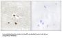 Zinc Finger Protein 287 (ZNF287) Antibody