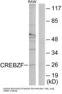 CREB/ATF BZIP Transcription Factor (CREBZF) Antibody
