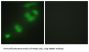 CREB/ATF BZIP Transcription Factor (CREBZF) Antibody