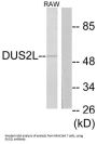 tRNA-Dihydrouridine(20) Synthase [NAD(P)+]-Like (DUS2L) Antibody