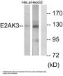Eukaryotic Translation Initiation Factor 2 Alpha Kinase 3 (EIF2AK3) Antibody