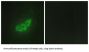 Eukaryotic Translation Initiation Factor 2 Alpha Kinase 3 (EIF2AK3) Antibody