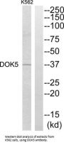 Docking Protein 5 (DOK5) Antibody