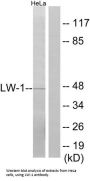 LW-1 Antibody