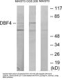 Protein DBF4 Homolog A (DBF4) Antibody