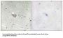 Armadillo Repeat-Containing X-Linked Protein 3 (ARMX3) Antibody