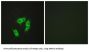 Armadillo Repeat-Containing X-Linked Protein 3 (ARMX3) Antibody