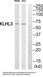 Kelch-Like Protein 3 (KLHL3) Antibody