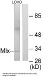 Transcription Factor-Like Protein 4 (MLX) Antibody