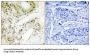 Mediator Complex Subunit 13 (MED13) Antibody