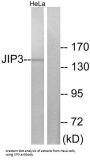 C-Jun-Amino-Terminal Kinase-Interacting Protein 3 / JIP3 (MAPK8IP3) Antibody