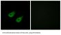 C-Jun-Amino-Terminal Kinase-Interacting Protein 3 / JIP3 (MAPK8IP3) Antibody