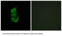 StAR-Related Lipid Transfer Protein 13 (STA13) Antibody