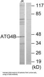 Autophagy Related 4B Cysteine Peptidase (ATG4B) Antibody