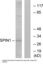 Spindlin-1 (SPIN1) Antibody