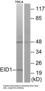 EP300-Interacting Inhibitor Of Differentiation 1 (EID1) Antibody