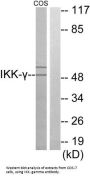 Inhibitor of Nuclear Factor Kappa-B Kinase Subunit Gamma (IKK gamma) Antibody