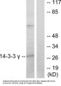 14-3-3 Protein Gamma (YWHAG) Antibody