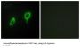 14-3-3 Protein Gamma (YWHAG) Antibody