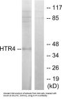 5-Hydroxytryptamine Receptor 4 / 5-HT4 (HTR4) Antibody