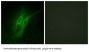 5-Hydroxytryptamine Receptor 4 / 5-HT4 (HTR4) Antibody