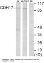 Cadherin 17 (CDH17) Antibody