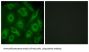 Cadherin Related 23 (CDH23) Antibody