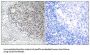 Collagen Type IX Alpha 3 (COL9A3) Antibody
