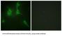 Collagen Type IX Alpha 3 (COL9A3) Antibody