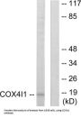 Cytochrome C Oxidase Subunit 4 Isoform 1, Mitochondrial (COX41) Antibody