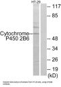 Cytochrome P450 Family 2 Subfamily B Member 6 (CYP2B6) Antibody