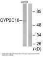 Cytochrome P450 2C8 / 9 / 18 / 19 Antibody