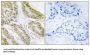 Bcl2 Associated X Protein (BAX) Antibody